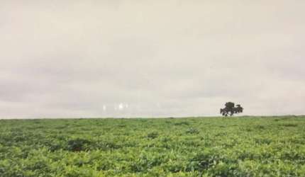 Fazenda para venda na região de Ituiutaba-MG com 200 hectares sendo 185 hectares em cana arrendada, plana, boa altitude, corrego na divisa, proxima da