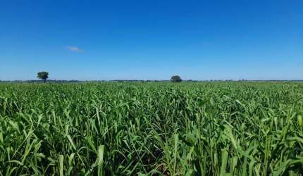 Fazenda para venda na região de Araçatuba-SP com 40 alqueires sendo 36 alqueires agricultáveis, rica em agua e benfeitorias