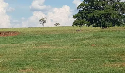 Fazenda dupla aptidão para venda na região de Jales-SP com 205 alqueires sendo 143 alqueires em cana arrendada mais pastagem, benfeitorias, beira de r