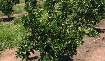 Fazenda Citrus para venda na região de Brotas-SP com 92 alqueires, benfeitorias, rica em agua, rio na divisa