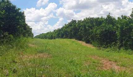 Fazenda para venda na região de Brotas-SP com 68 alqueires em citrus, rica em agua, muitas benfeitorias, beira do asfalto