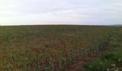 Fazenda dupla aptidao para venda na região de Tupa-SP com 40 alqueires, próxima da cidade, sem benfeitorias, planta 20 alqueires