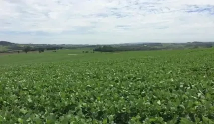 Fazenda para venda na região de Itapetininga-SP com 47 alqueires sendo 40 alqueires plantados em soja, boa de agua, córrego na propriedade