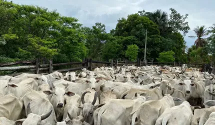 Fazenda para venda na região de Bom Jesus-PI com 524 hectares na pecuária, beira do asfalto, benfeitorias, porteira fechada