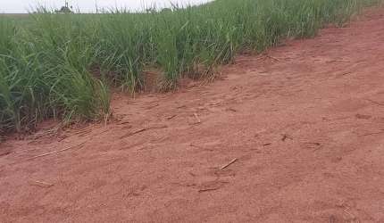 Sitio para venda na região de Jales-SP com 26 alqueires sendo 24 alqueirem em cana arrendada, beira do asfalto