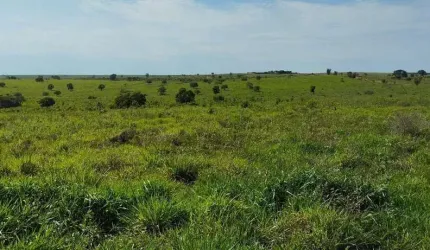 Fazenda para venda na região de Sonora-MS com 342 alqueires montada na pecuária, rica em agua e benfeitorias