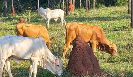 Fazenda para venda na região de Inocencia-MS com 103 alqueires, na pecuária