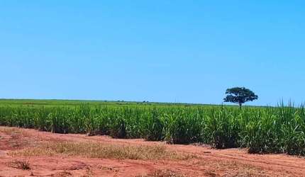 Fazenda para venda na região de Presidente Venceslau-SP com 95 alqueires sendo 70 alqueires em cana arrendada, benfeitorias