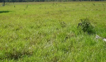 Fazenda dupla aptidão para venda na região de Colorado do Oeste-RO com 3.900 hectares sendo 1.900 hectares abertos, atual na pecuária, benfeitorias