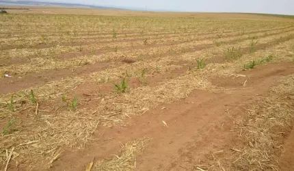 Fazenda para venda na região de Brotas-SP com 128 alqueires sendo 110 alqueires em cana arrendada, rica em agua, rio na propriedade