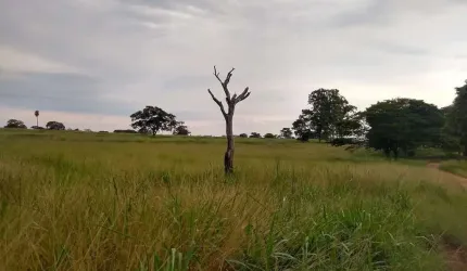 Sitio para venda na região de Jales-SP com 21 alqueires na pecuária, confinamento e benfeitorias