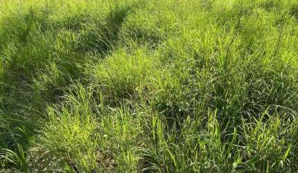 Fazenda para venda na região de Centenario-TO com 4.950 hectares em pastagem, rica em agua, benfeitorias