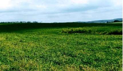 Fazenda para venda na região de Bauru-SP, com 132 alqueires, planta 125 alqueires, 1 km do asfalto, ótima localização