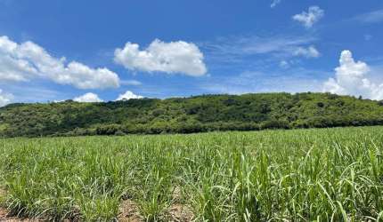Fazenda dupla aptidão para venda na regiao de Porto Ferreira-SP, com 106 alqueires sendo 55 alq em cana arrendada mais 25 alq em pasto, boa de agua