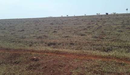 Fazenda dupla aptidão para venda na região de Porto Ferreira-SP com 67 alqueires, atual na pecuária, benfeitorias, rica em agua, rio na divisa