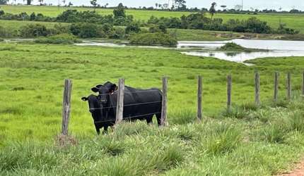 Fazenda dupla aptidão para venda na região de Araguaina-TO, com 17.000 hectares sendo 11.000 abertos, muitas benfeitorias