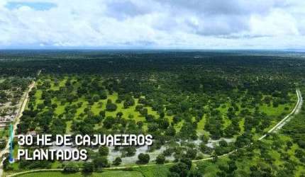 VERAS VENDE FAZENDA 200ha EM CHOROZINHO
