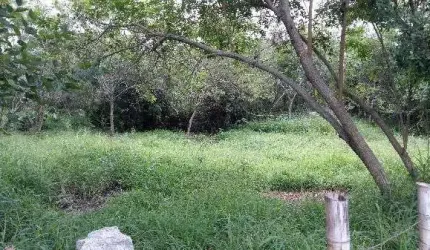 Terreno para Venda - 0m², 0 dormitórios, Lami