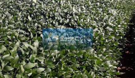 Magnifica fazenda para lavoura em Goiás