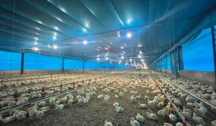 Excelente Oportunidade Sítio com 2 Casas e Granjas para Venda – 2,8 Hectares em Pleno Funcionamento