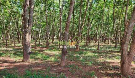 Sítio à venda, 242000 m² por R$ 2.200.000,00 - Zona Rural - Jales/SP