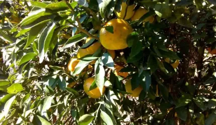 Chácara 3 dormitórios à venda Boa Vista Igaratá/SP