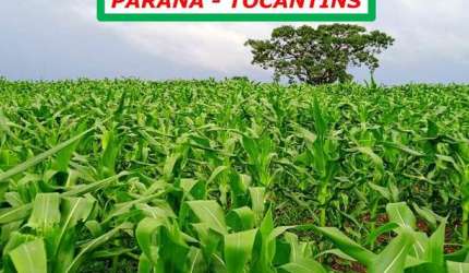 FAZENDA DUPLA APTIDÃO-BOM RECURSO HÍDRICO-ESTRUTURADA À 11KM DA BR 242