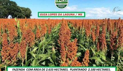 FAZENDA COM BOA LOGÍSTICA PARA AGRICULTURA E PECUÁRIA-TOPOGRAFIA PLANA