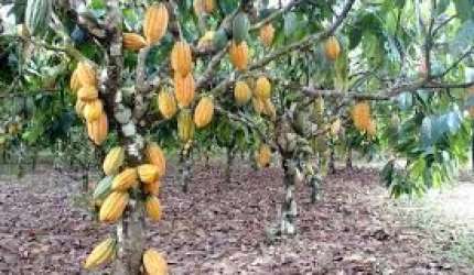 Lindo Sitio de 40.000m2, Nascente, Plantio de Cacau, banana, coco, mamão, jaca, e outros, localizado na Carobeira em Ilhéus  BA