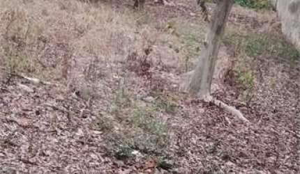 Terreno à venda em Jardim Avelino - SP