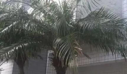 Apartamento para Venda em Itanhaém, Jardim Iberá, 2 dormitórios, 1 suíte, 2 banheiros, 2 vagas