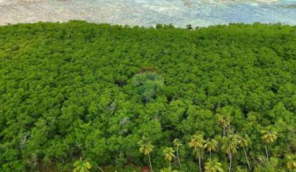 Terreno 100 Mil Metros em Garapuá com Coqueirais