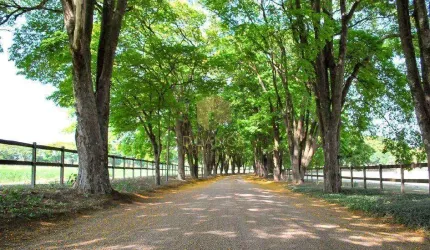 Terreno à venda em Jaguariúna, Reserva Santa Izabel, com 410 m², Reserva Santa Izabel