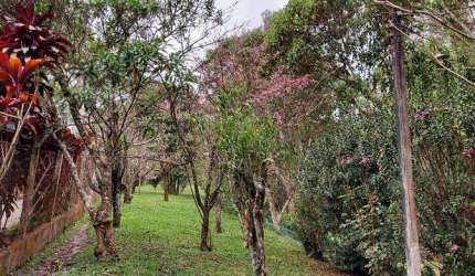 Terreno em Ipelandia