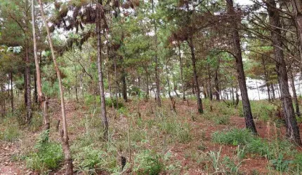 Área para construção de casas ou apartamentos