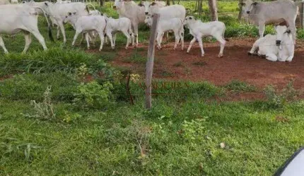Excelente Fazenda em MS