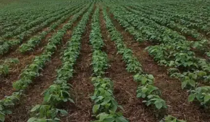 Excelente fazenda 50 alqueires com plantação de soja em Itapetininga SP