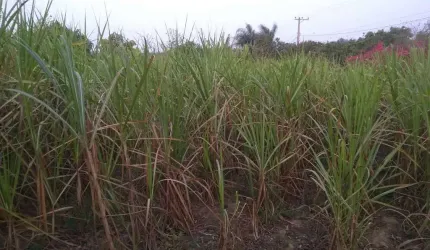 Chácara / sítio com 2 quartos à venda na rua rural, Zona Rural, Capela do Alto por R$ 550.000
