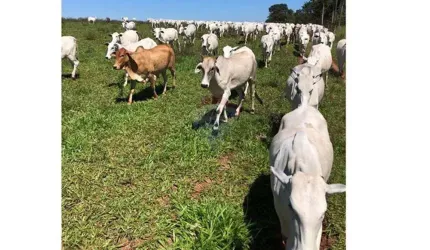 Fazenda 78 alqueires à Venda - Pecuária - Região de Brasilândia/MS