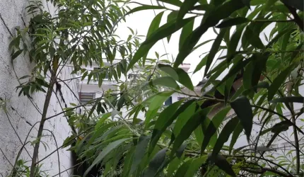 Terreno à venda na Rua Eugênio da Silva, 158, Horto Florestal, São Paulo, 186 m2 por R$ 650.000