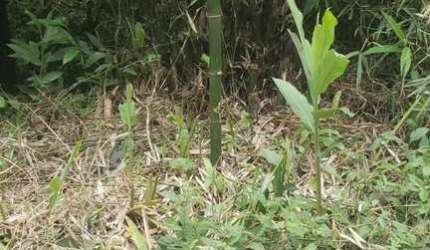 Area de Compensação ambiental em Represa  -  Ribeirão Pires