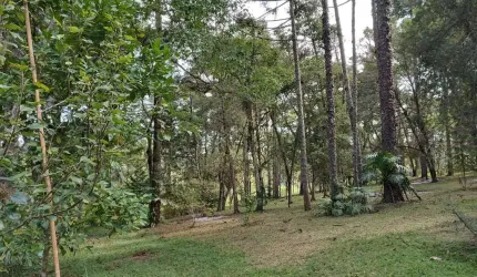 Chácara / sítio à venda na Rua Francisco Caetano Coradin, São Dimas, Colombo, 7980 m2 por R$ 599.300