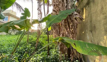 Terreno para Venda em Florianópolis, Santa Mônica