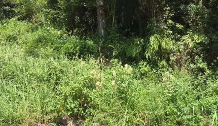 Terreno para Venda em Florianópolis, Itacorubi