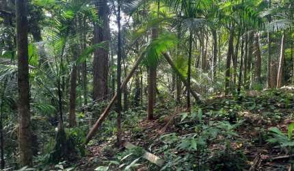 Terreno para Venda em Florianópolis, Pântano do Sul