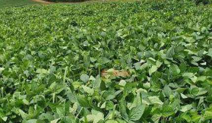 Fazenda à venda, 68 alqueires  por R$ 17.000.000 Região de Bauru/SP