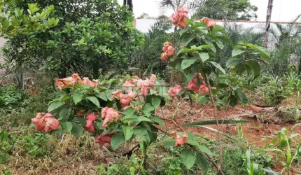 CHÁCARA à venda, MORADA NOVA - Uberlândia/MG
