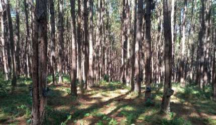 *FLORESTA DE PINUS EM CAPÃO BONITO-SP*   - Área total de 6 Alqueires   * 22 Mil Pés de Pinus   * Idade 10 anos em Diante   * Volume de 10 Mil Metros Estéreo  * Corte 100% Mecanizado   * Ótima Topograf