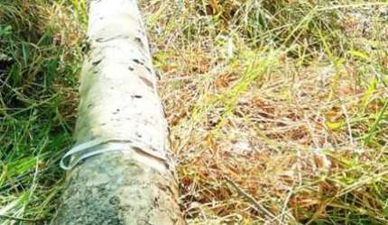 FAZENDA COM EUCALIPTO A VENDA NO ESTADO DE SÃO PAULO ??   Área Total: 106,4 Alqueires ou 257,55 Hectares   Área Com Eucalipto: 55 Alqueires ou 134 Hectares   Espécie Urograndis C/ Casca  1° Corte   12