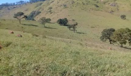 Fazenda 205,50  hectares. Toda formada .  Tem curral em concreto e fio de aço brete balança  Curral para 600 cabeças com 6 divisões.   Fazenda  com du